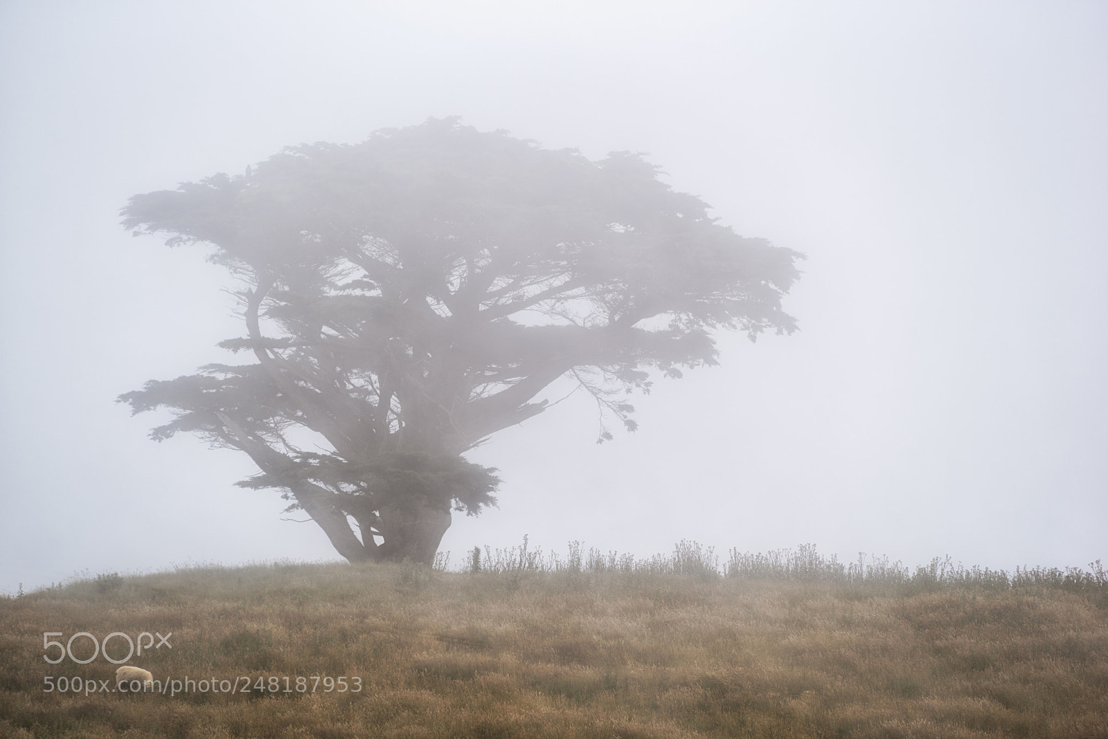 Pentax K-1 sample photo. Grazing in the fog photography