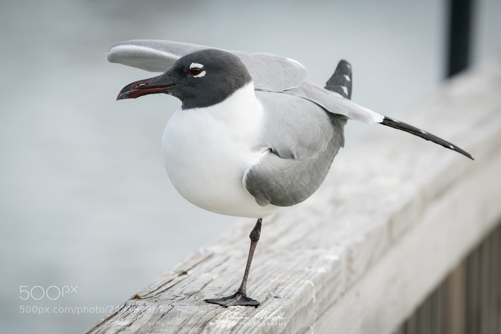 Sony a7R II sample photo. Laughing gull photography