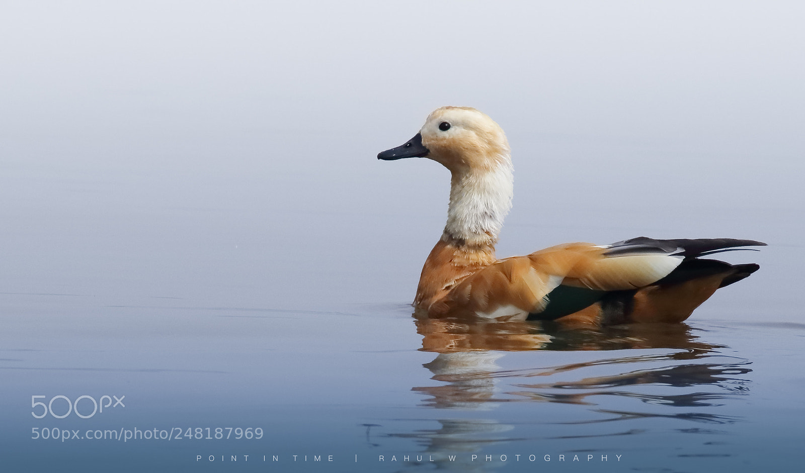Canon EOS 7D Mark II sample photo. Rudy shell duck photography