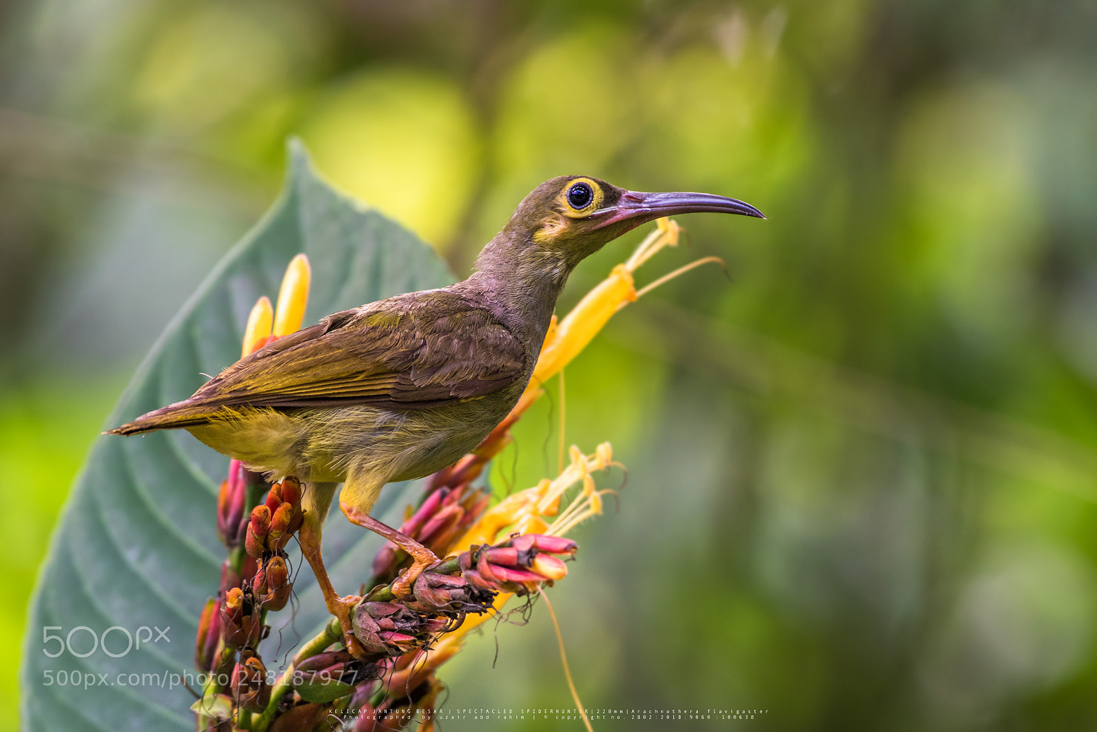 Nikon D810 sample photo. Juvenile spectacled spiderhunter photography