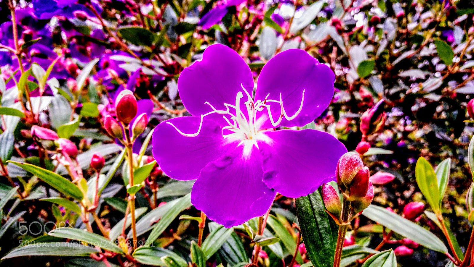 HUAWEI P9 sample photo. Untitled photography