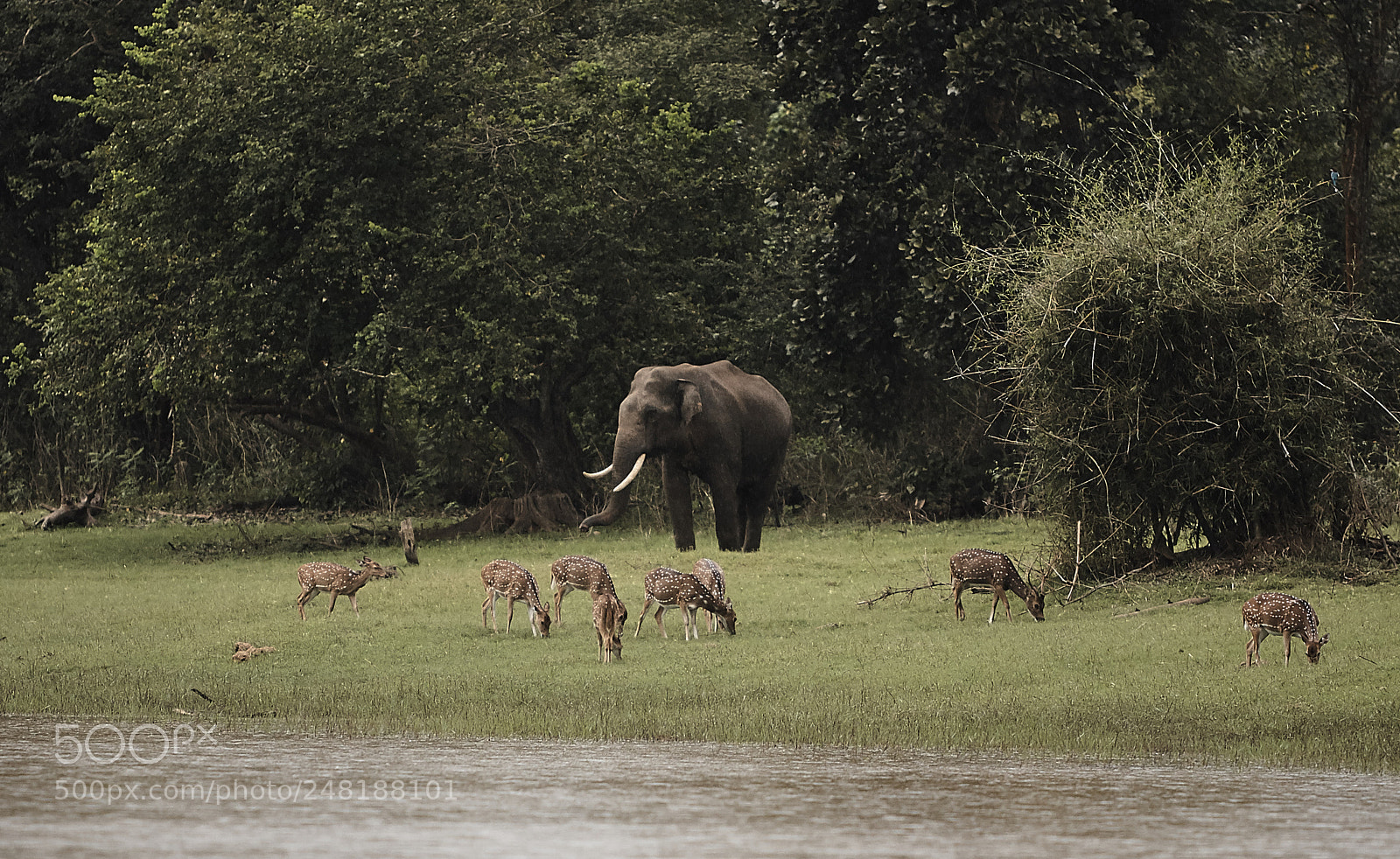 Canon EOS 40D sample photo. Safari snapshot photography