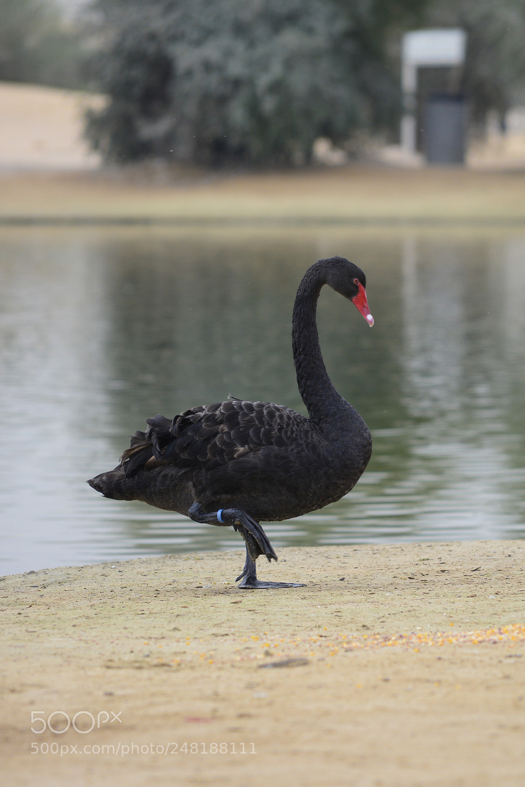 Nikon D7100 sample photo. Duck photography