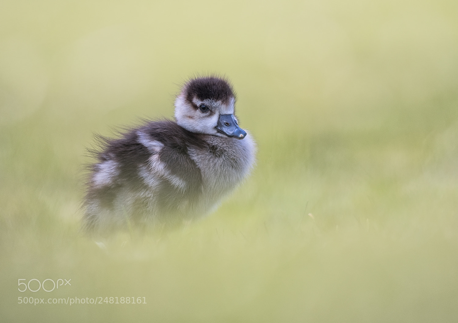 Nikon D500 sample photo. Gosling photography