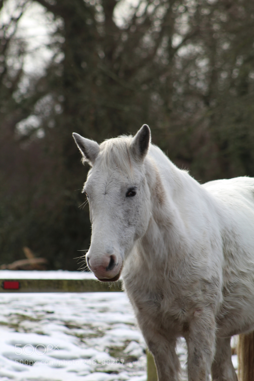 Canon EF 75-300mm f/4-5.6 sample photo. White horse at red photography