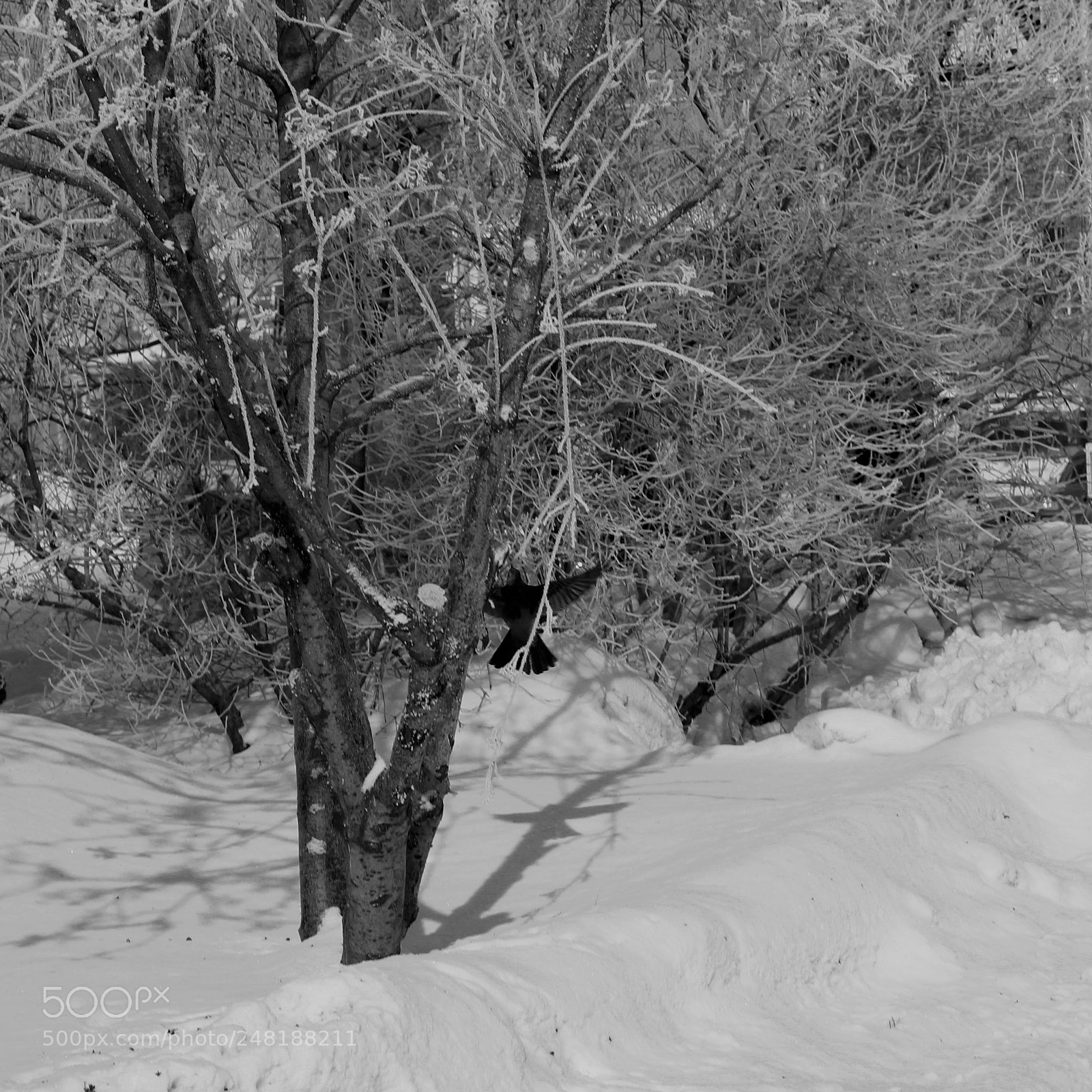 Canon EOS 60D sample photo. Img photography