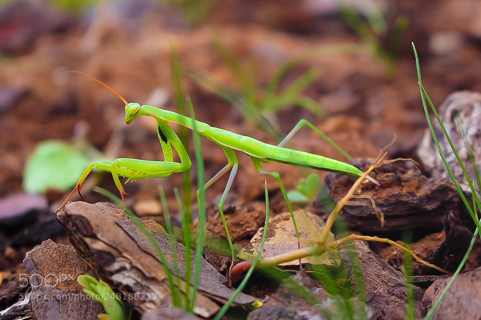Canon EOS 700D (EOS Rebel T5i / EOS Kiss X7i) sample photo. Praying mantid photography