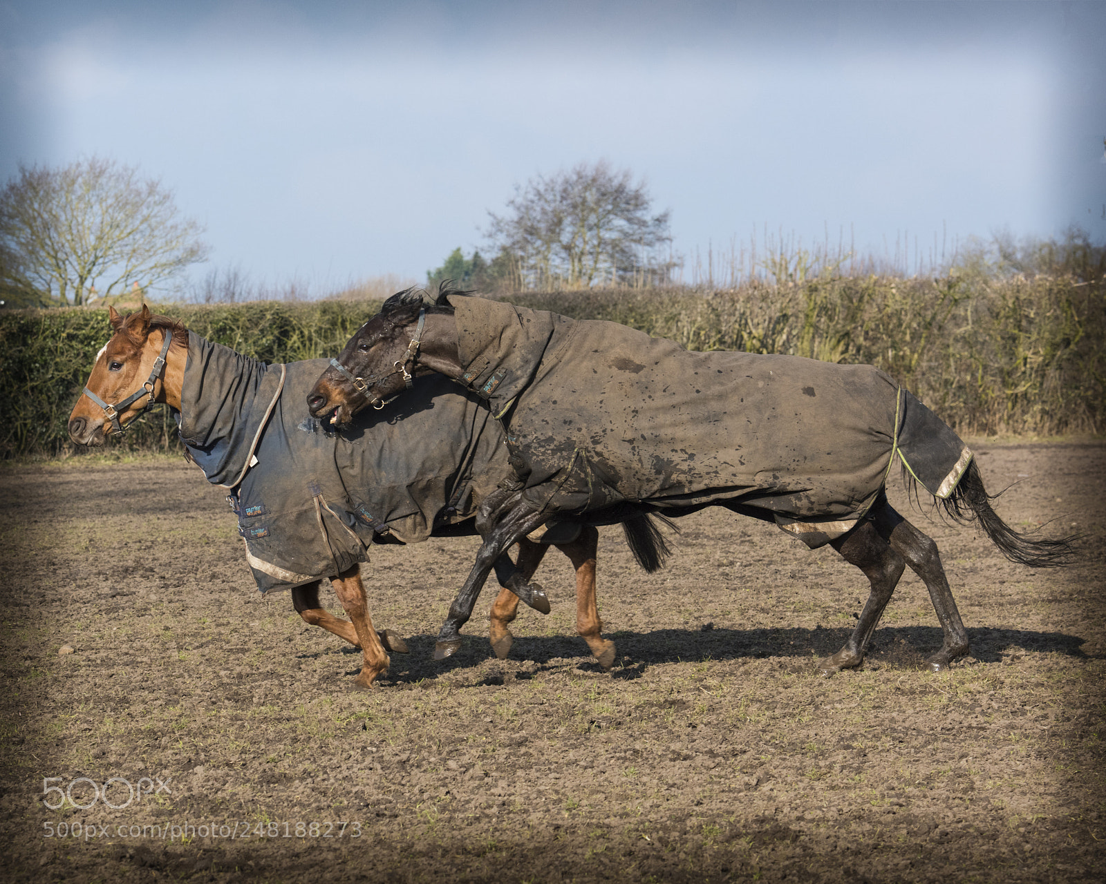 Nikon D810 sample photo. Bad boys photography