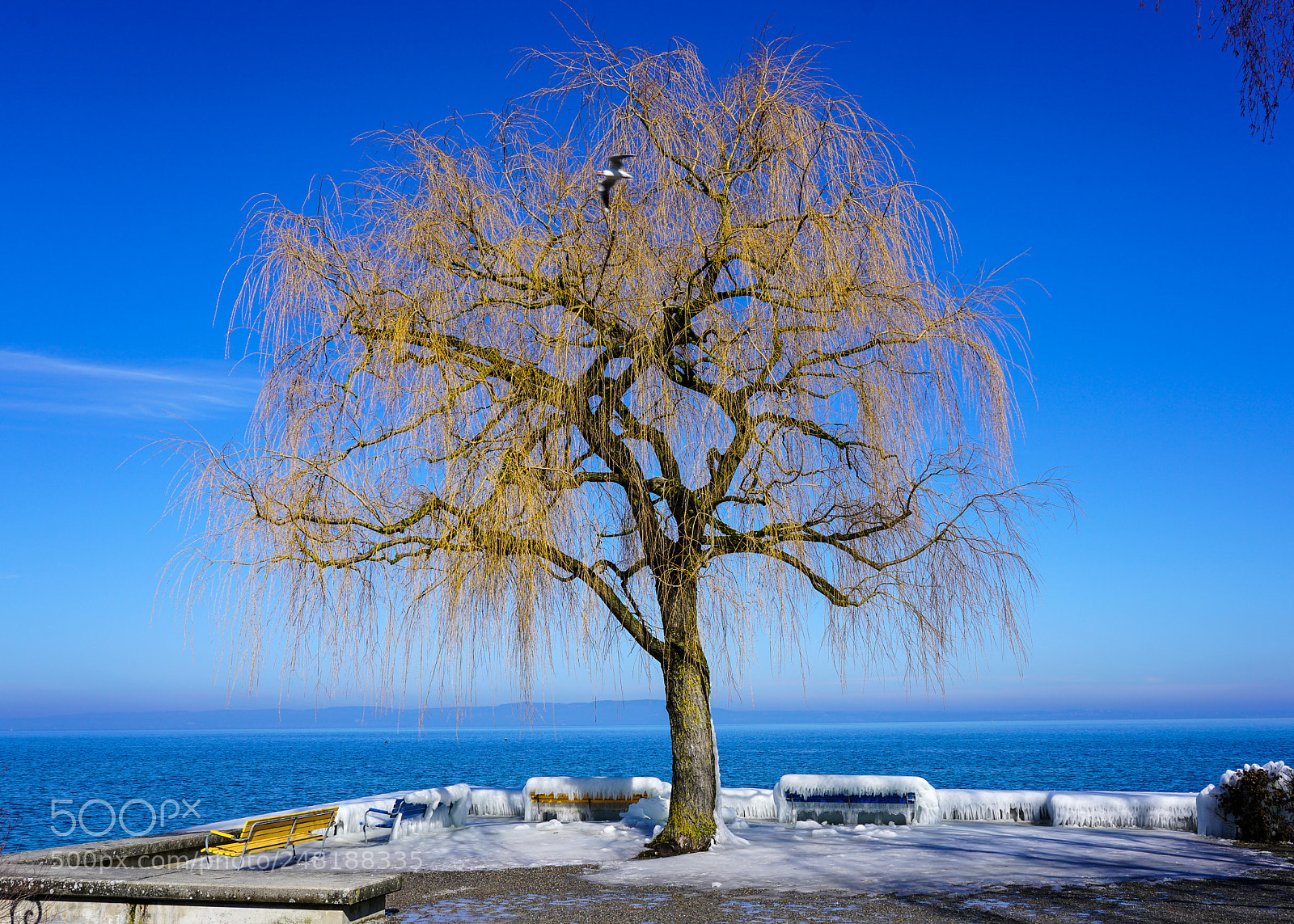 Sony a7R II sample photo. Romanshorn photography