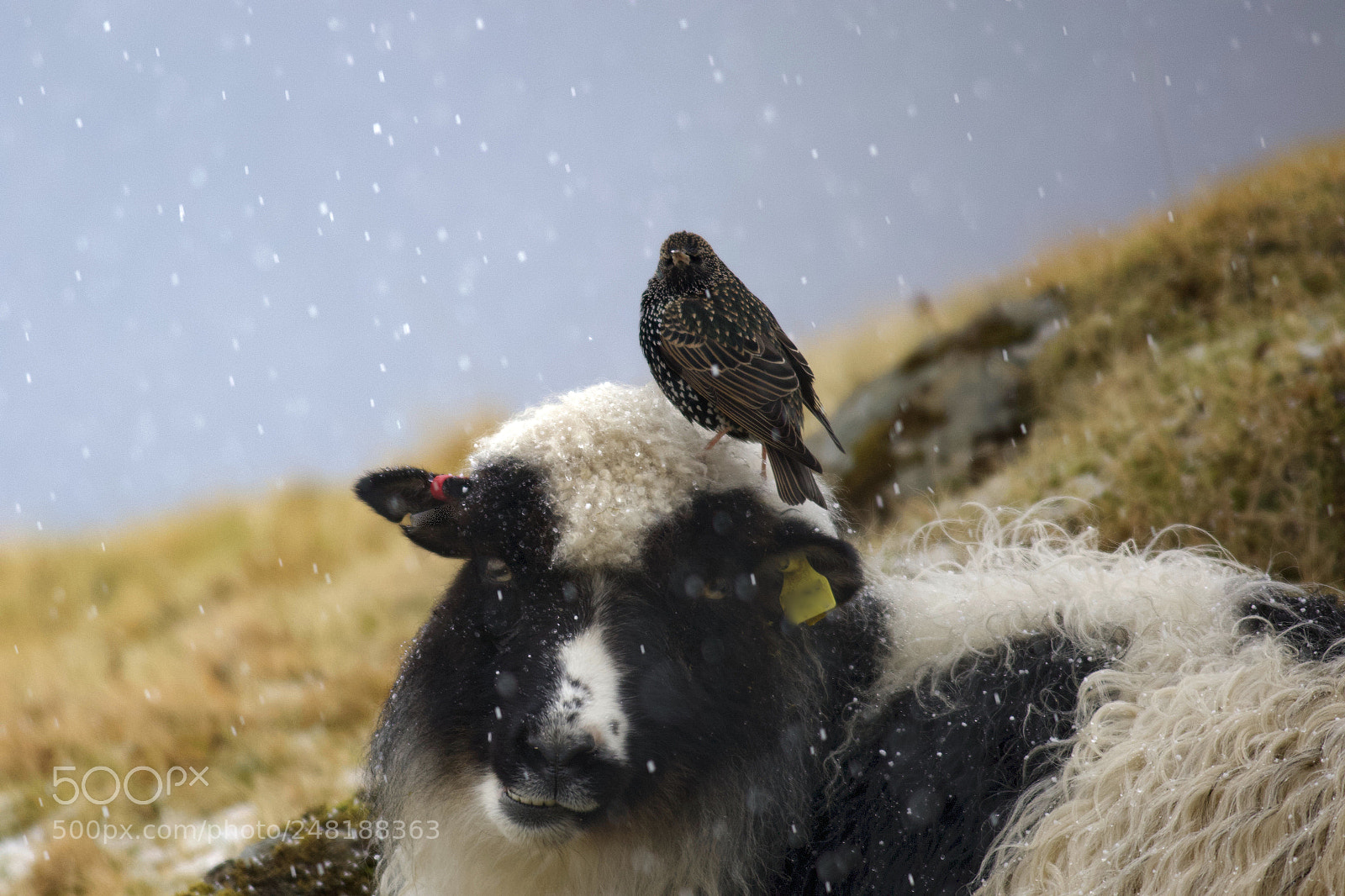 Canon EOS 7D Mark II sample photo. Faroe island d. 4/3 2018 photography