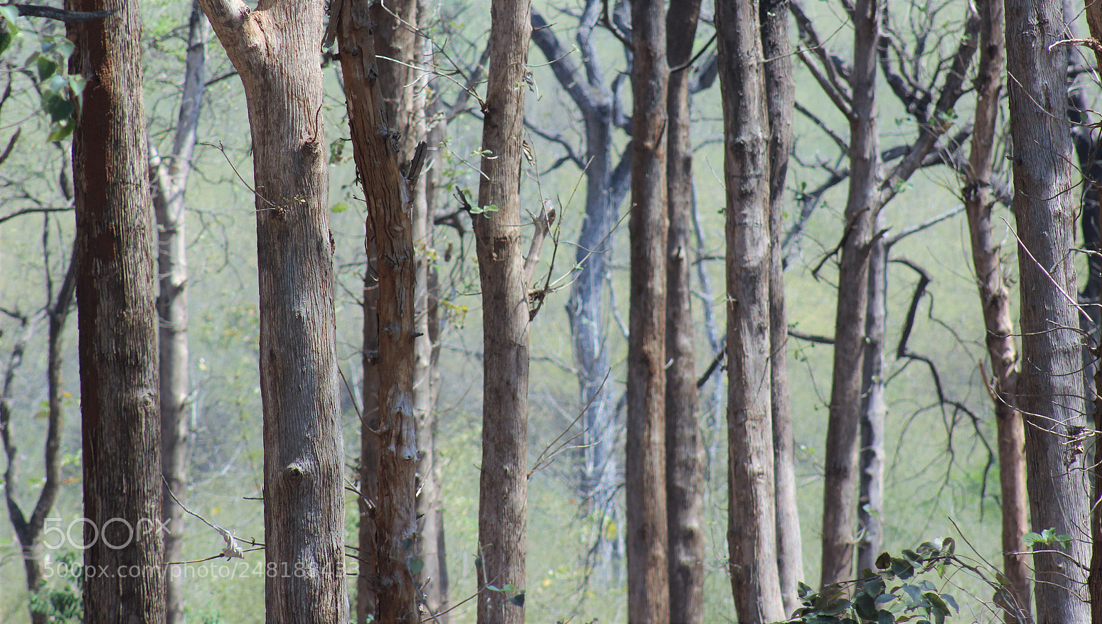 Canon EOS 600D (Rebel EOS T3i / EOS Kiss X5) sample photo. Woods! photography
