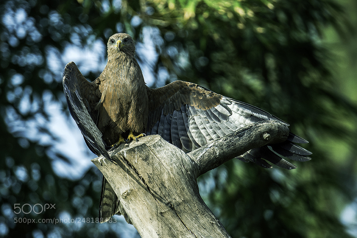 Nikon D4S sample photo. Black kite (milvus migrans) photography
