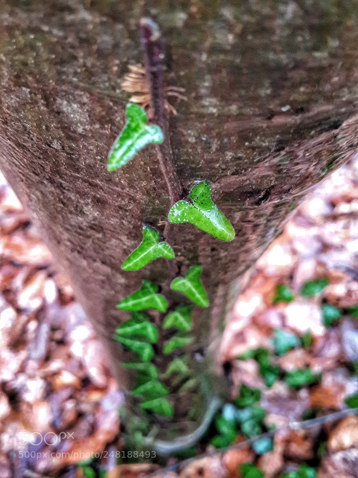 Samsung Galaxy S4 sample photo. Sarılmaşık photography