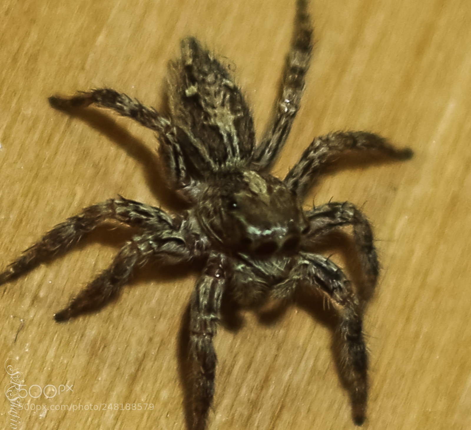 Canon EOS 700D (EOS Rebel T5i / EOS Kiss X7i) sample photo. Img-3.jpg photography