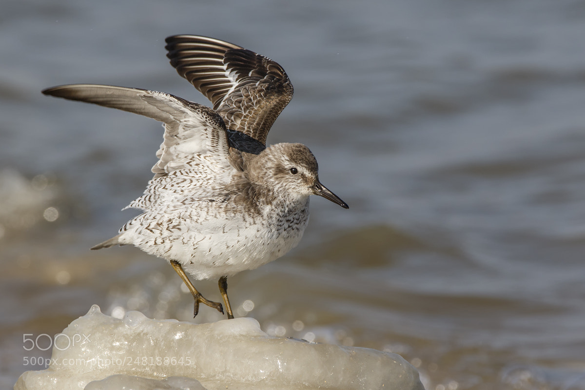 Canon EOS 7D Mark II sample photo. Dunlin photography