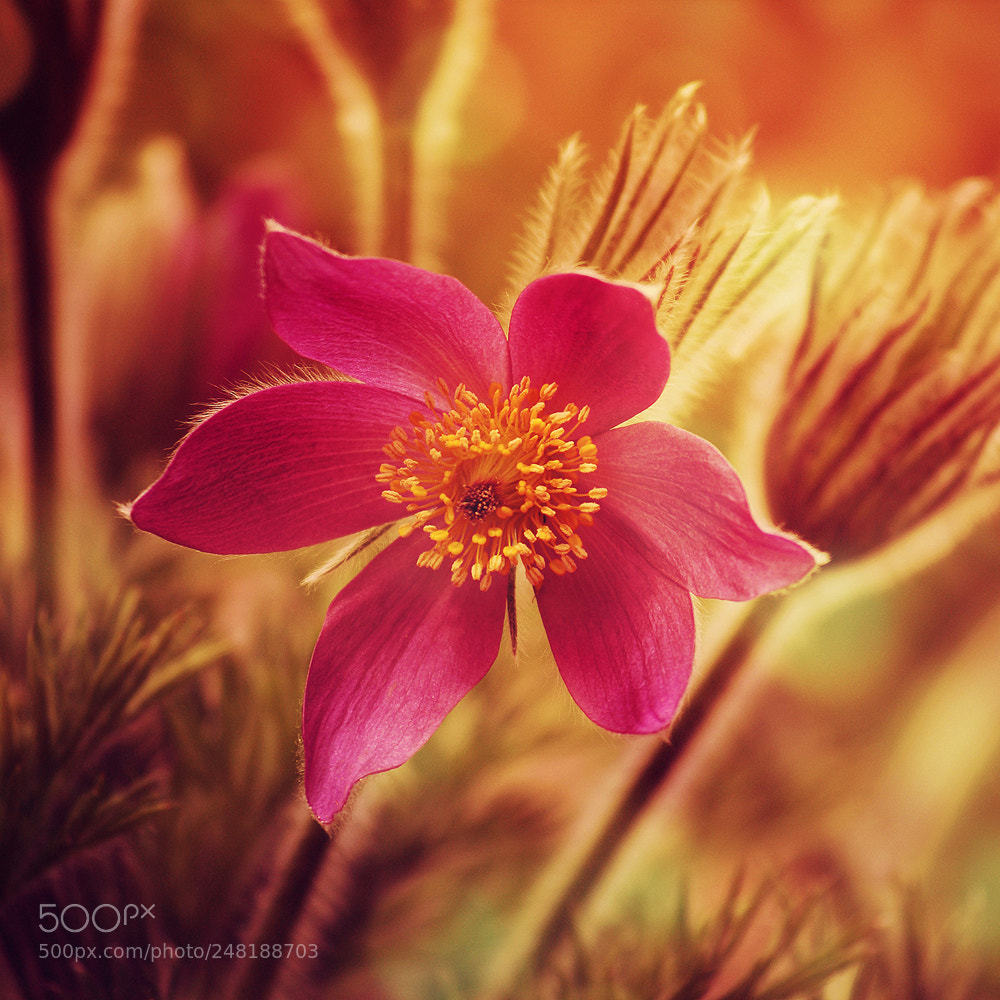 Canon EOS 1000D (EOS Digital Rebel XS / EOS Kiss F) sample photo. Pulsatilla vulgaris photography