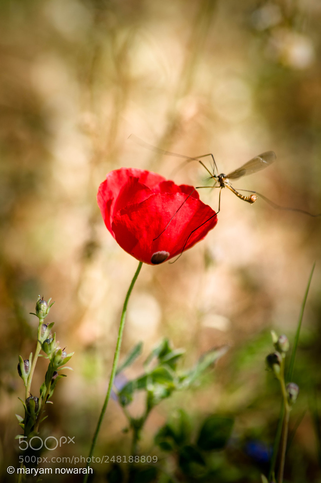 Nikon D5500 sample photo. Anemone coronaria photography