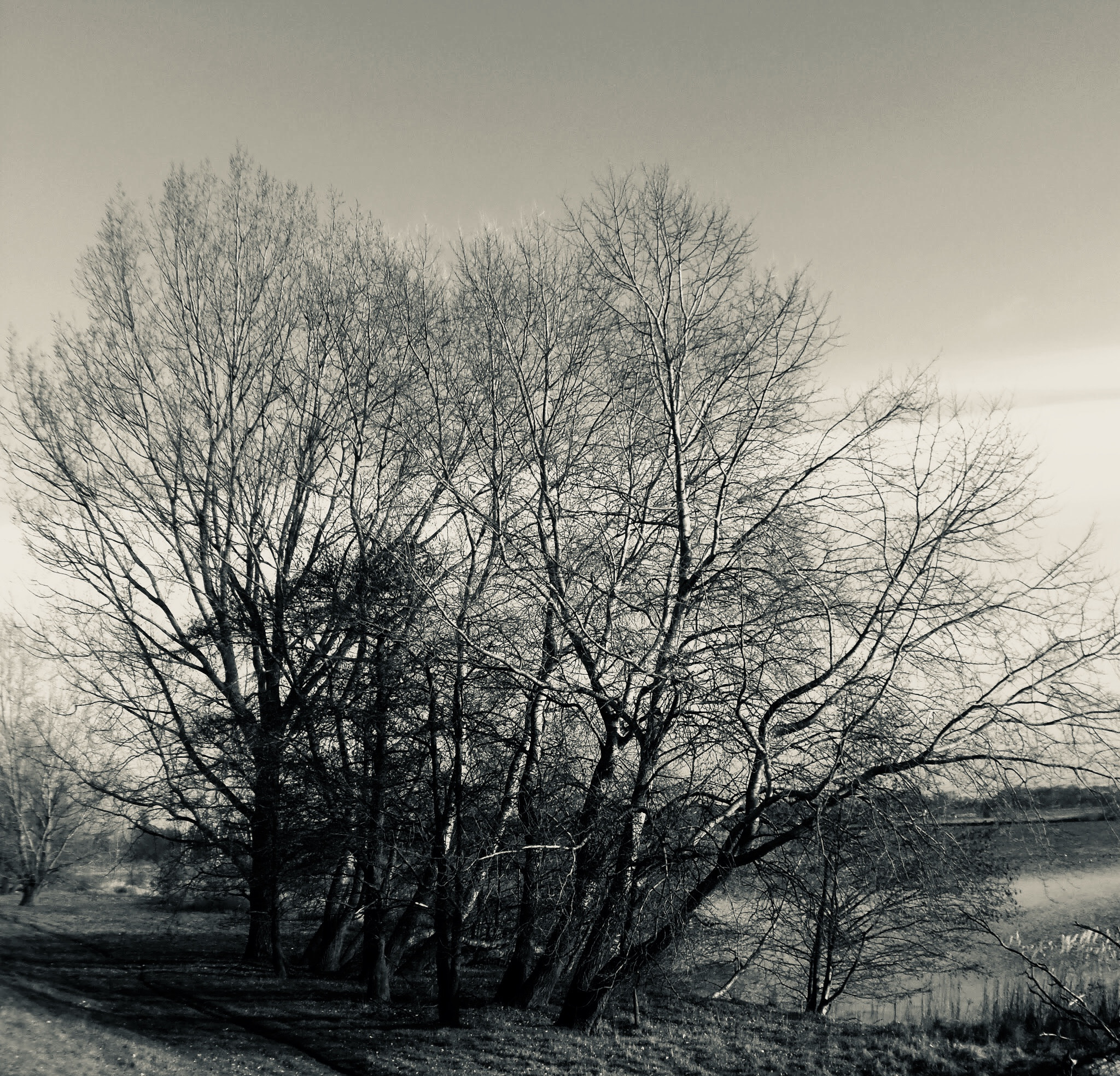 Olympus SP-810UZ sample photo. Trees in black and white. photography