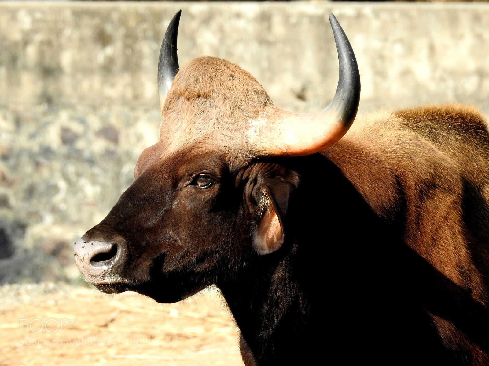 Nikon Coolpix P900 sample photo. Bison watch.. photography