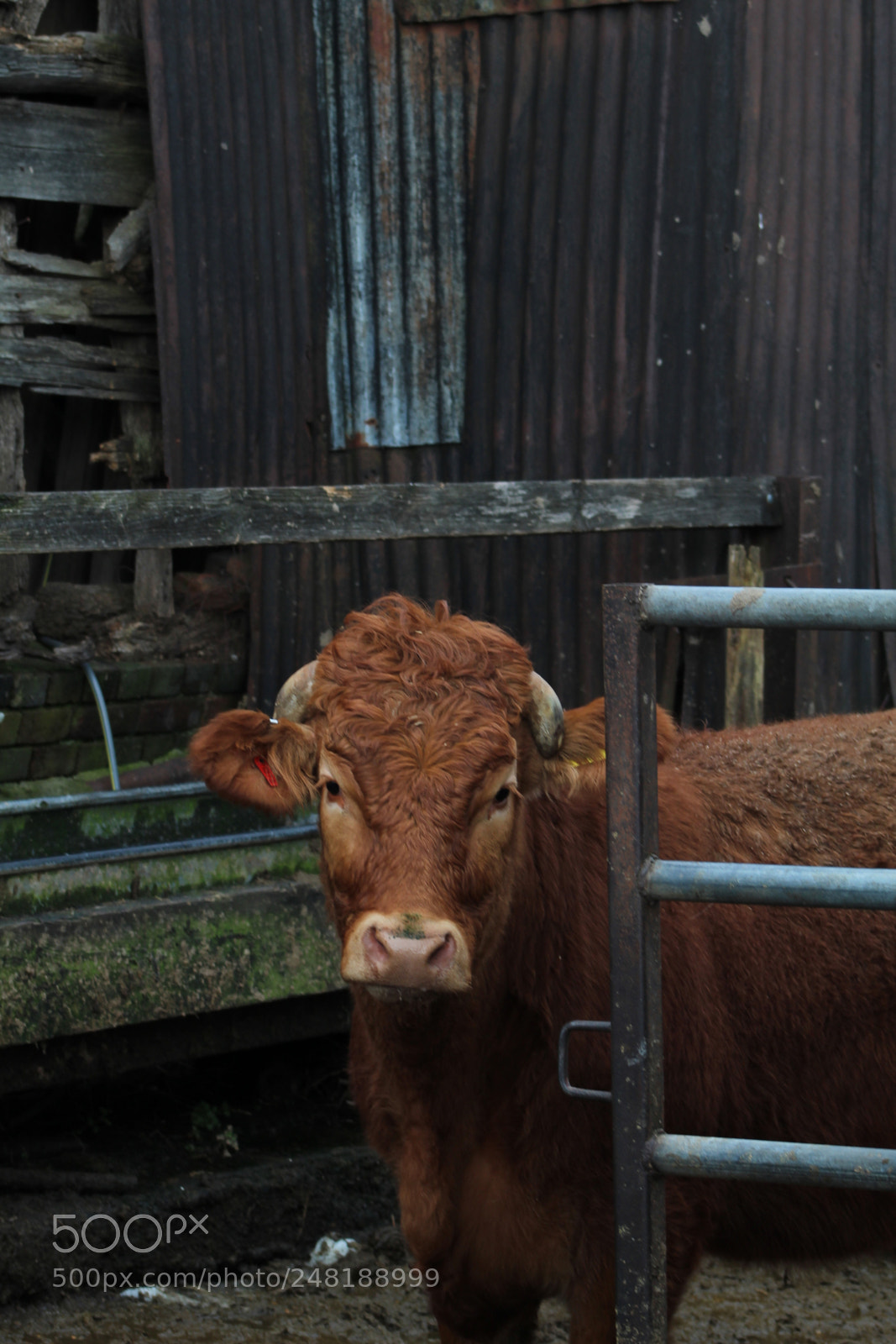 Canon EF 75-300mm f/4-5.6 sample photo. Brown cow photography