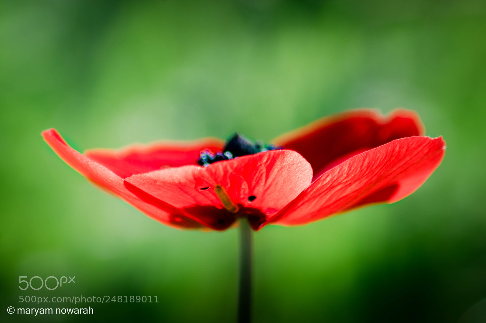 Nikon D5500 sample photo. Anemone coronaria photography