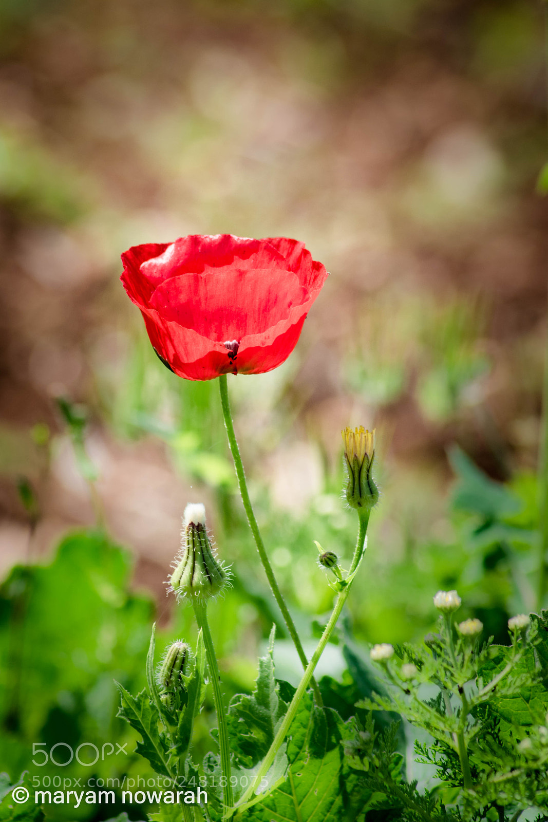 Nikon D5500 sample photo. Anemone coronaria photography