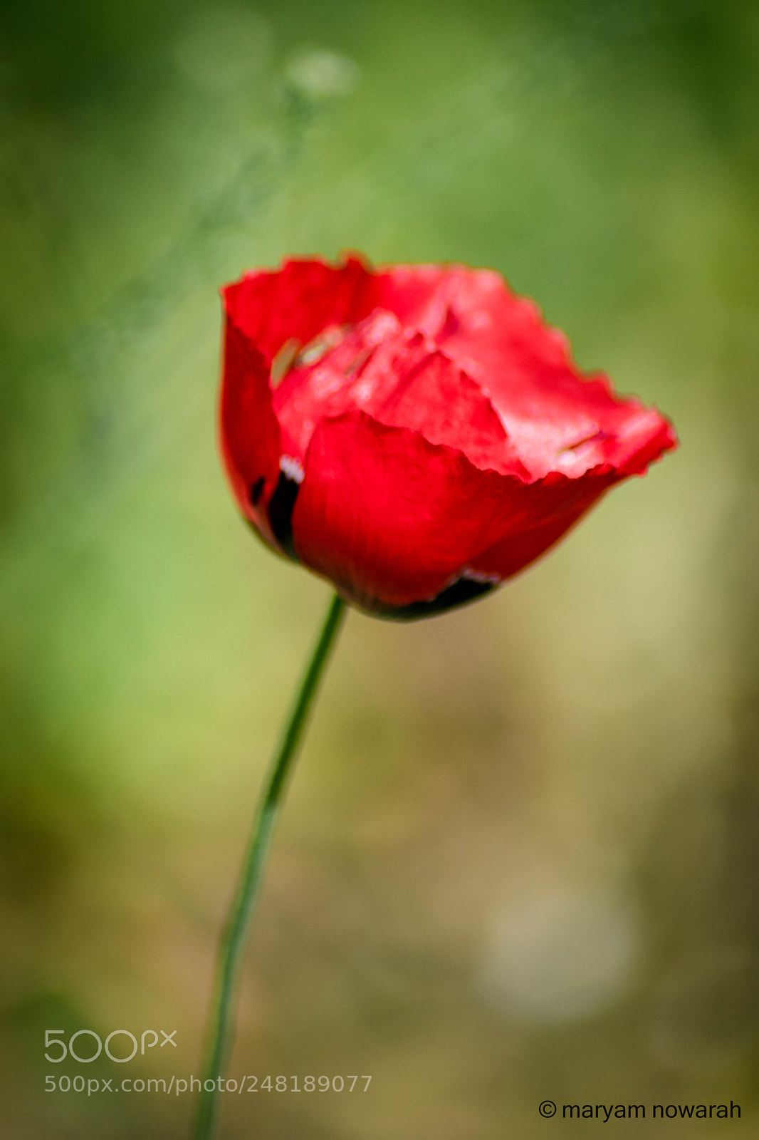 Nikon D5500 sample photo. Anemone coronaria photography
