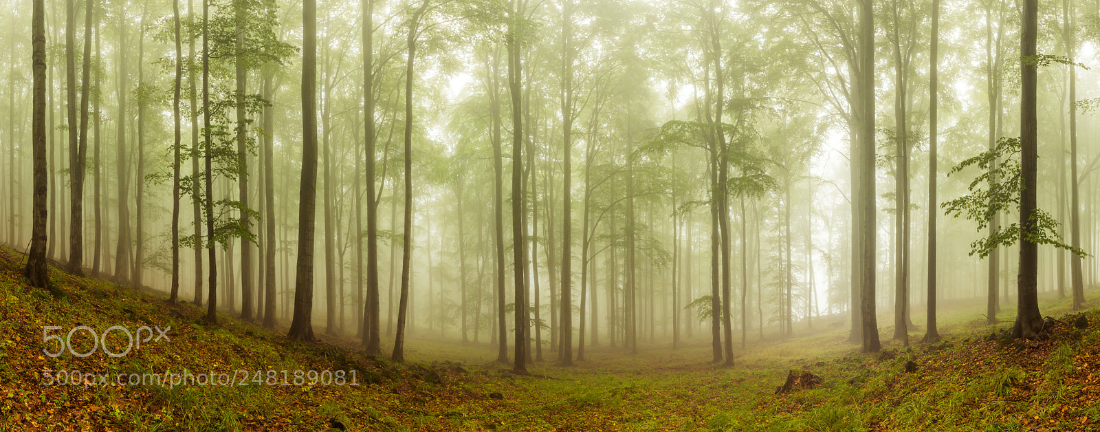 Sony SLT-A77 sample photo. Autumn misty forest photography