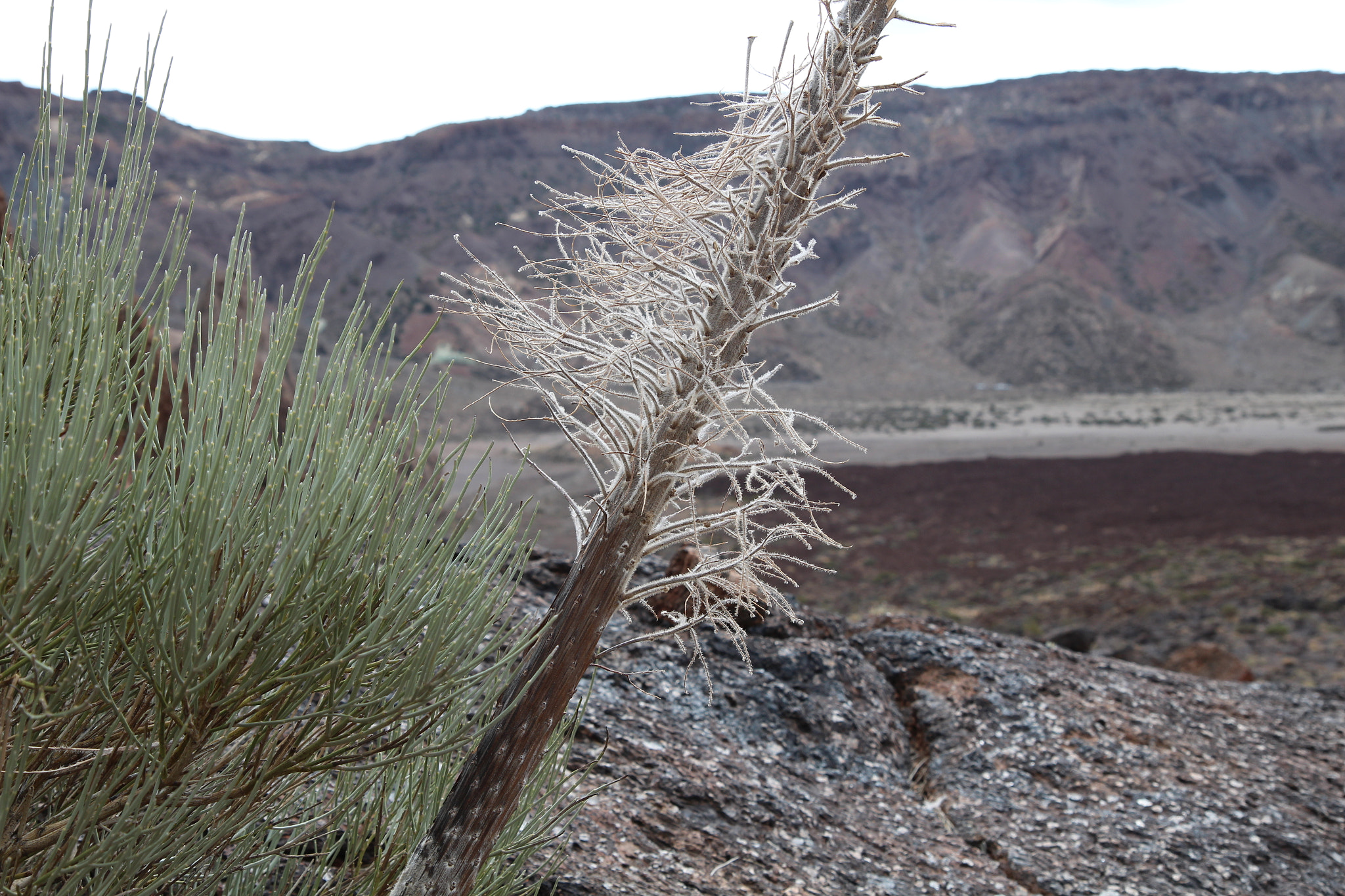 Canon EF-S 17-55mm F2.8 IS USM sample photo. Pico del teide photography