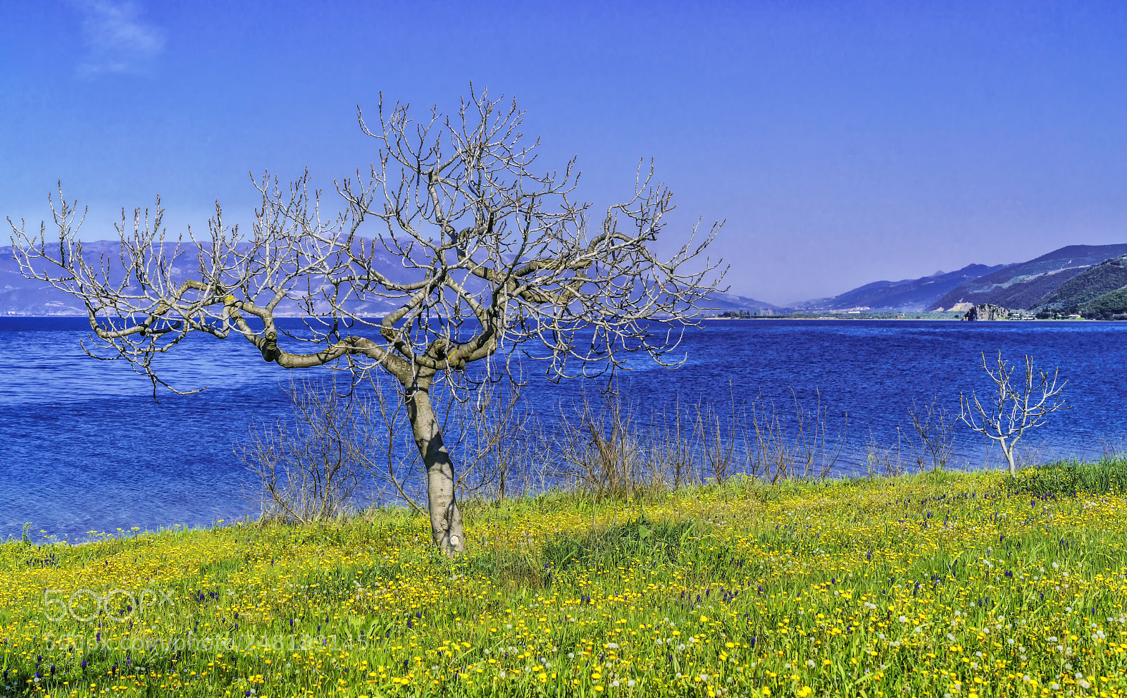 Sony a7R II sample photo. Fig tree and lake .. photography