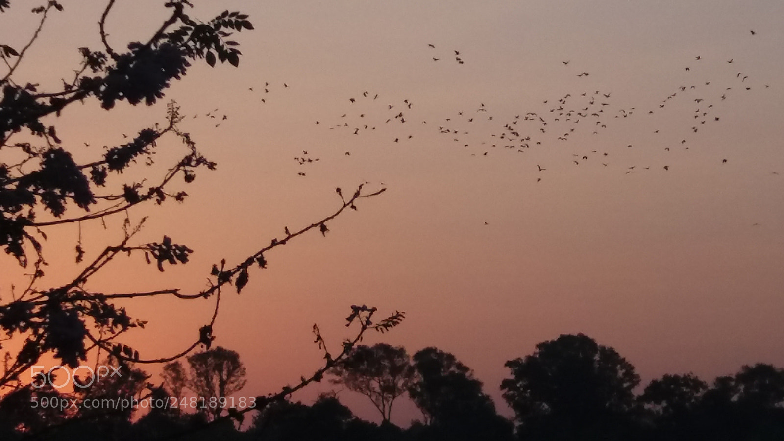Samsung Galaxy J5 sample photo. Evening birds photography