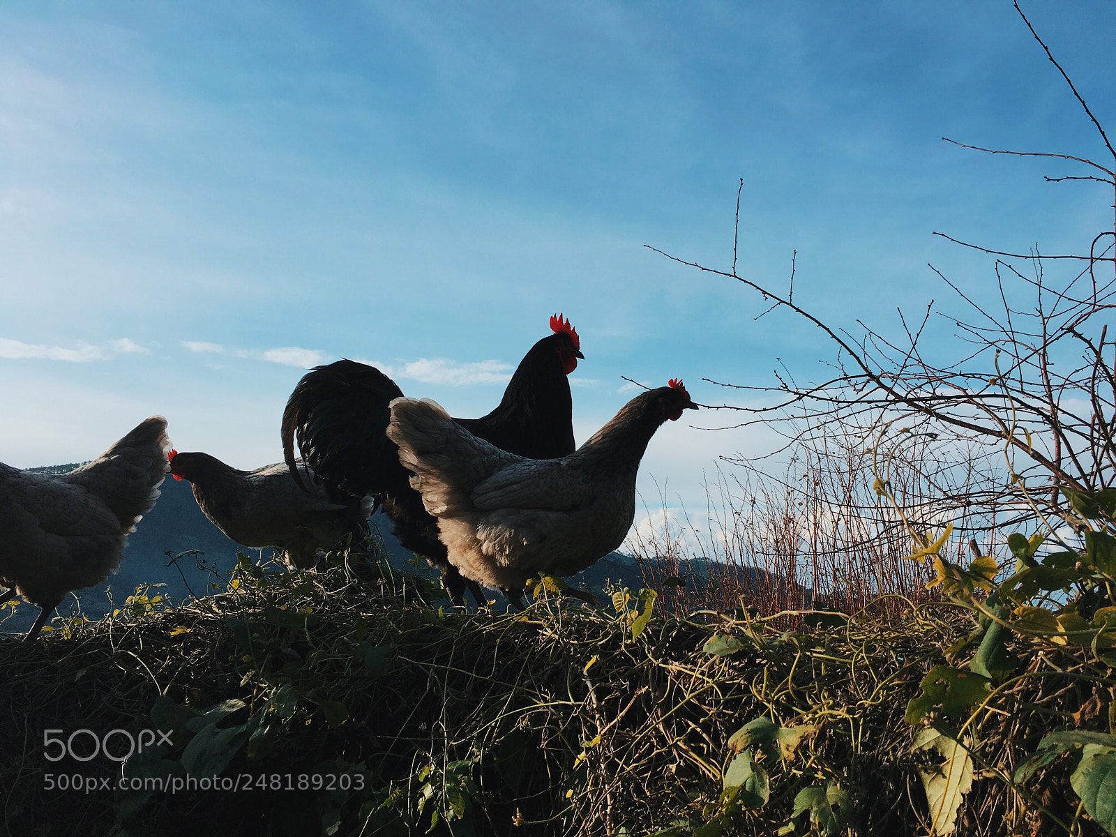 Apple iPhone 6s Plus sample photo. Chickens photography