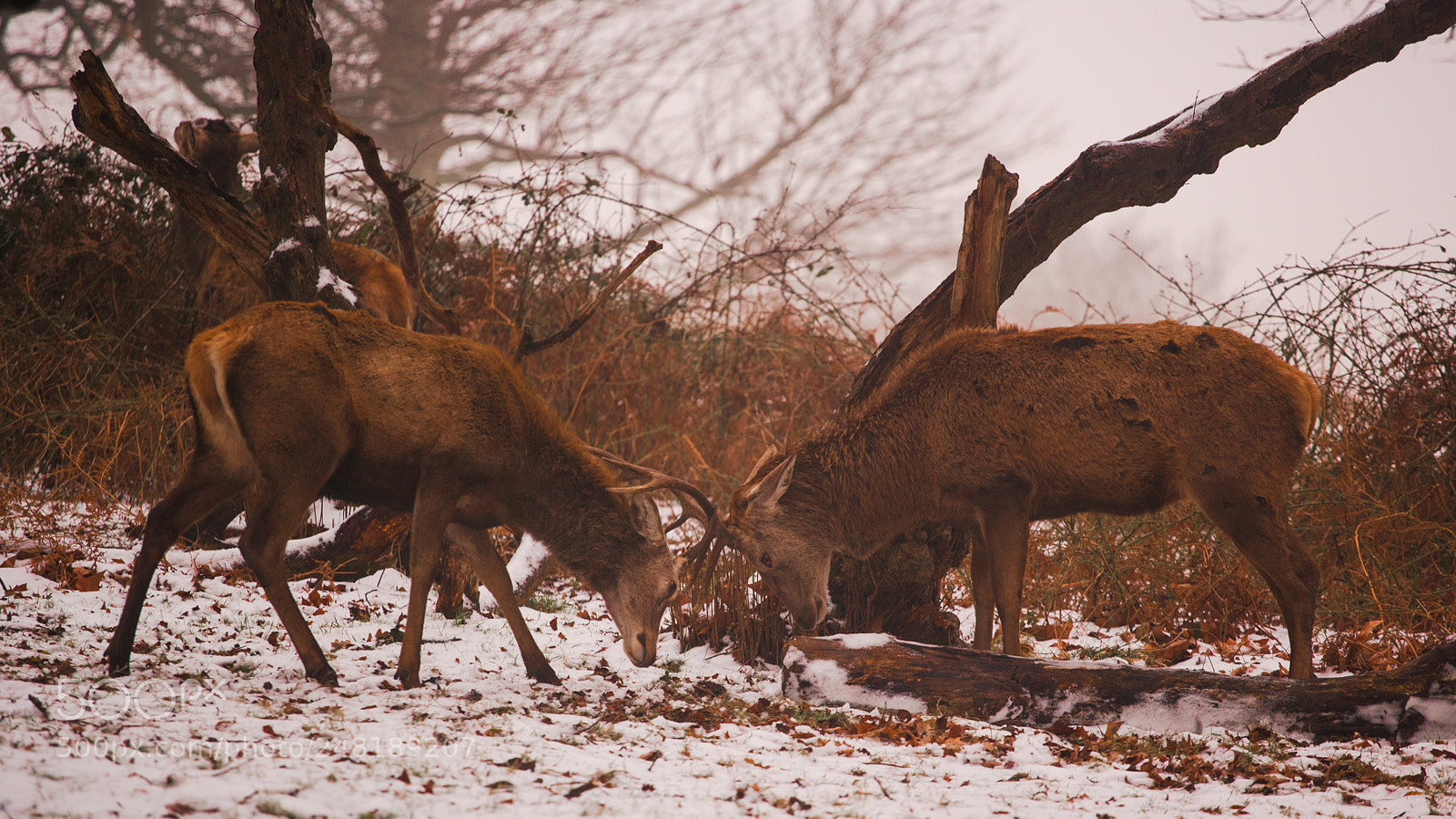 Canon EOS-1Ds Mark II sample photo. Deer fight photography