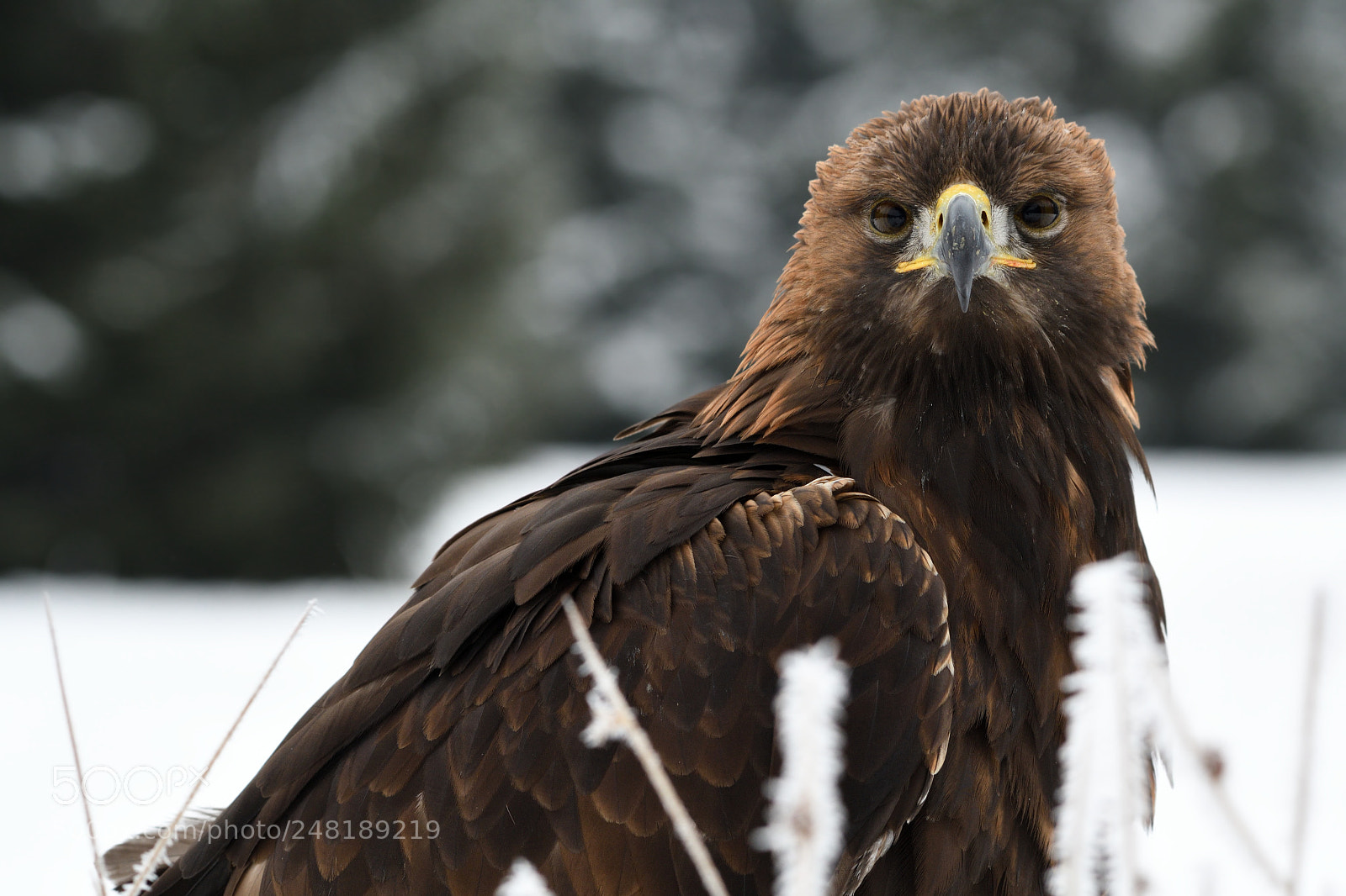 Nikon AF-S Nikkor 200-500mm F5.6E ED VR sample photo. Golden eagle photography