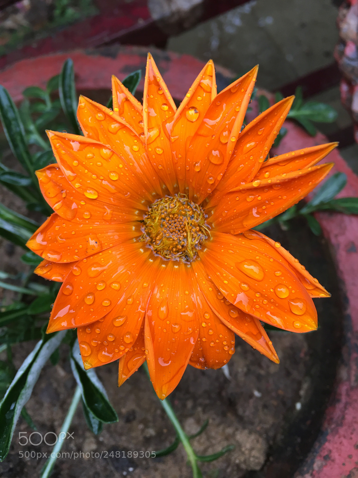 Apple iPhone 6s Plus sample photo. Symmetry of an orange photography