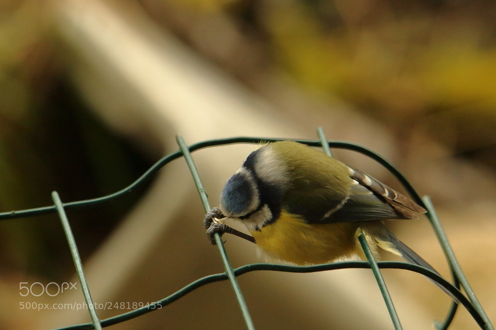 Canon EOS 7D Mark II sample photo. Repas acrobatique - cyanistes photography