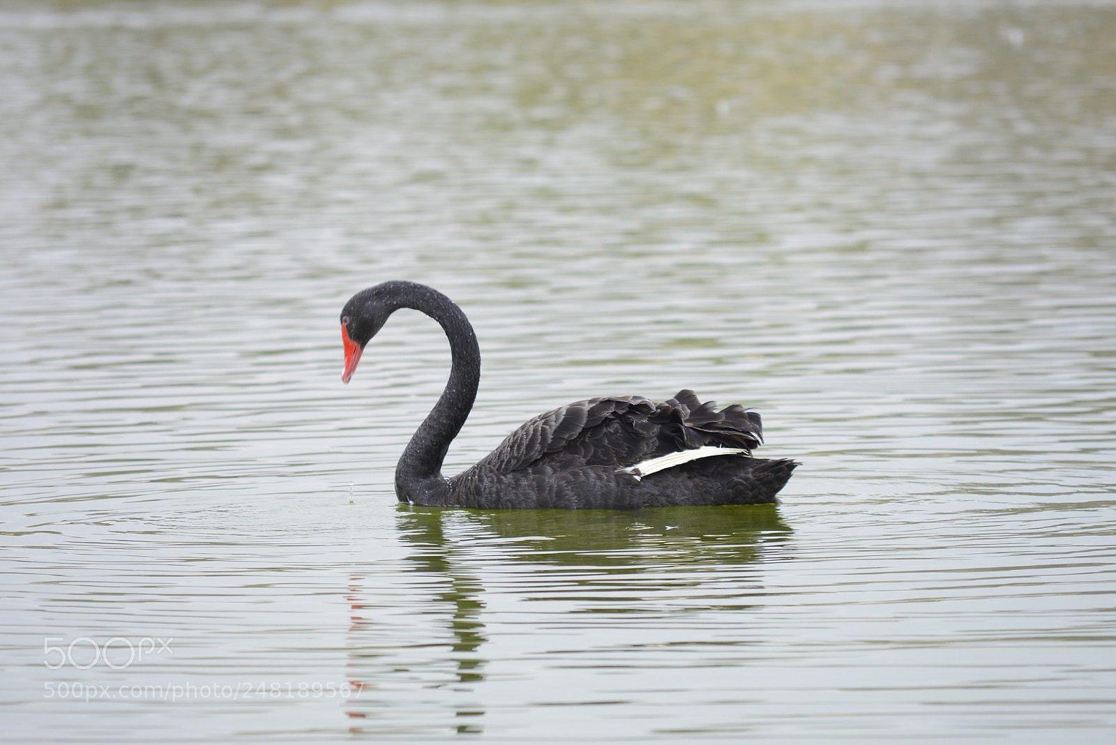 Nikon D7100 sample photo. Duck photography