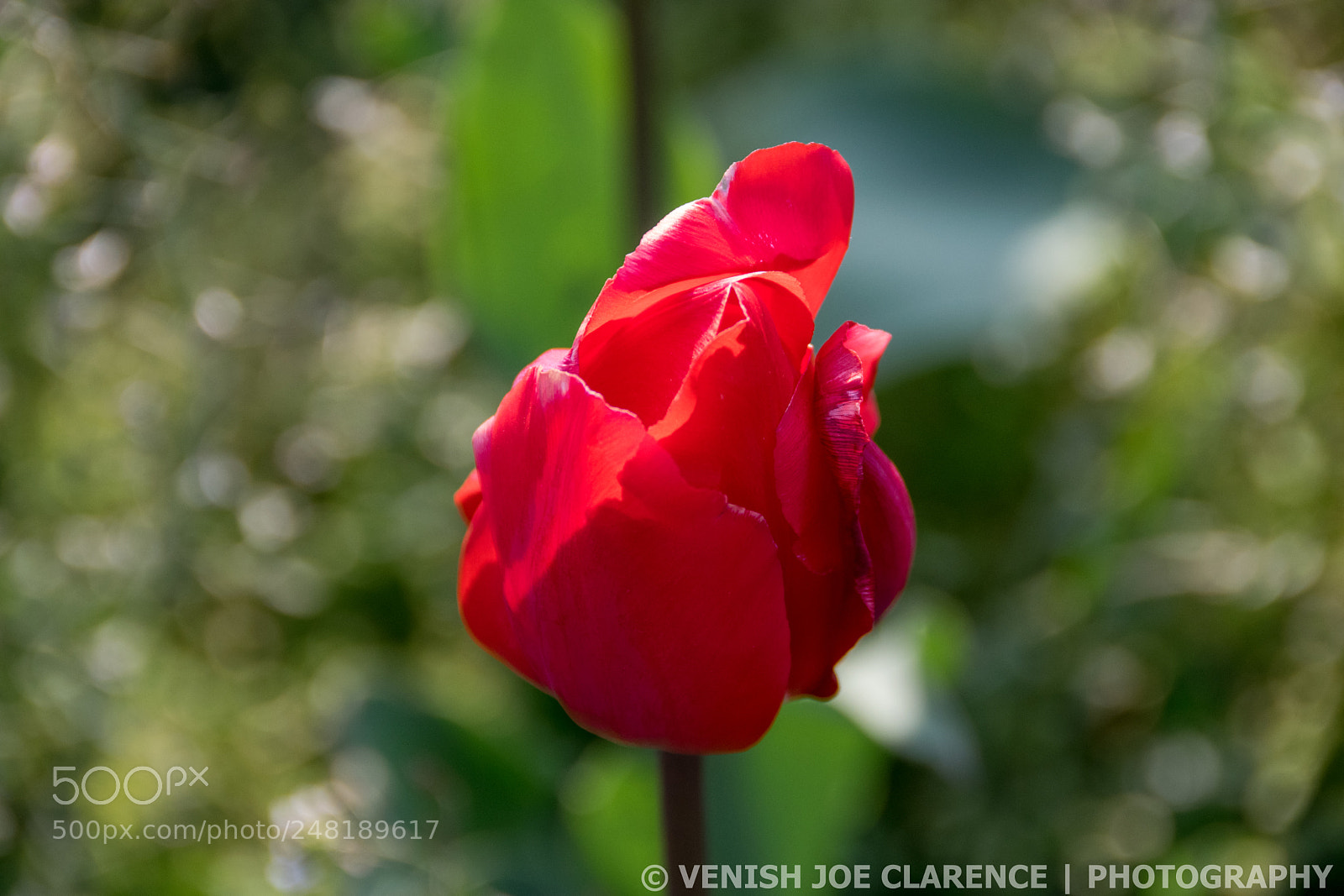Nikon D5300 sample photo. Tulip in general sherman photography