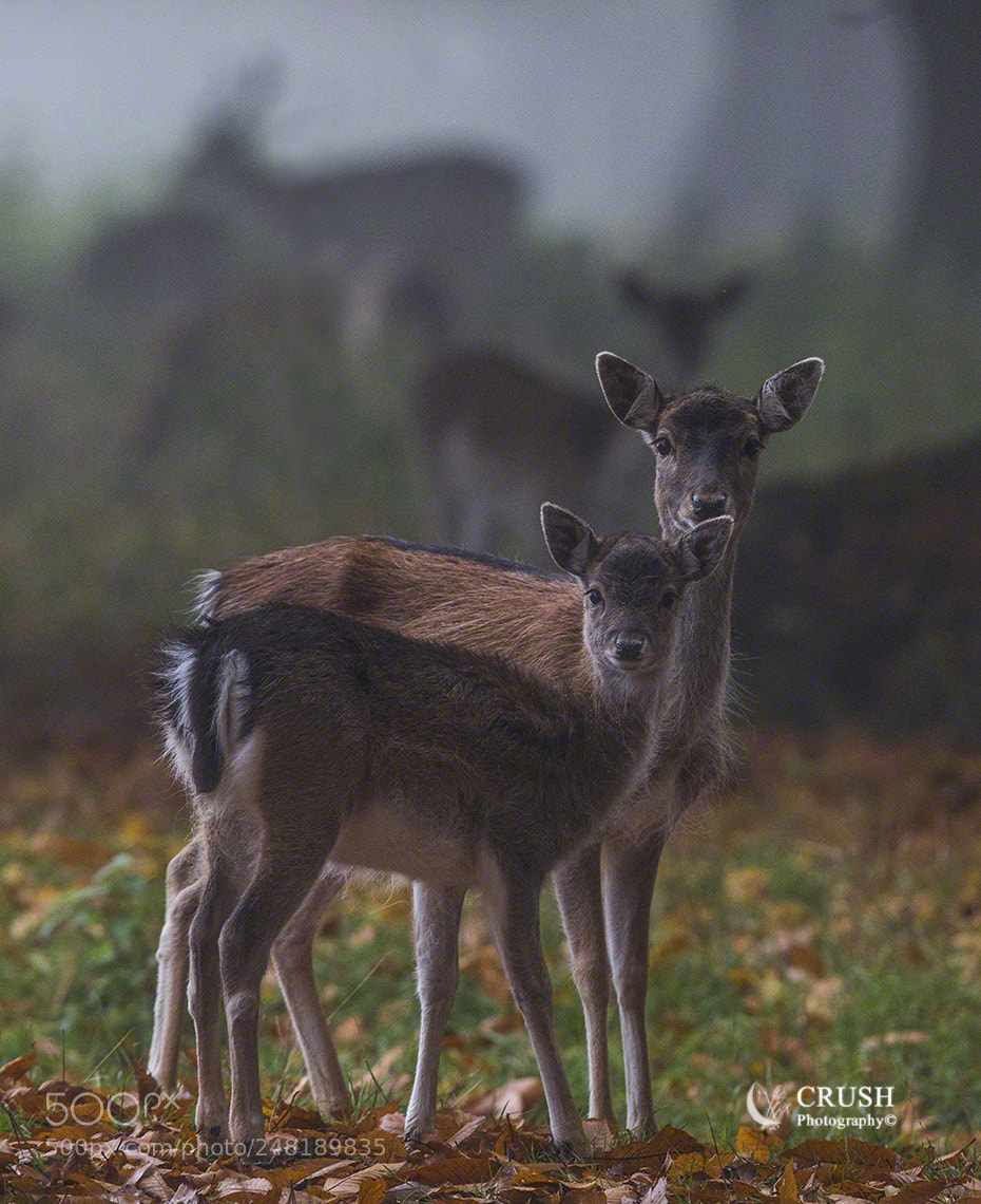 Canon EOS-1D X sample photo. Fallow deer doe and photography