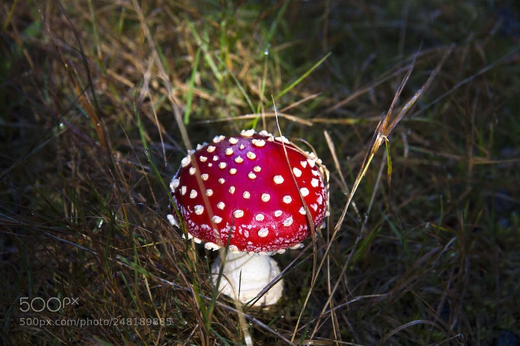 Canon EOS 7D sample photo. Sponge in the swedish photography