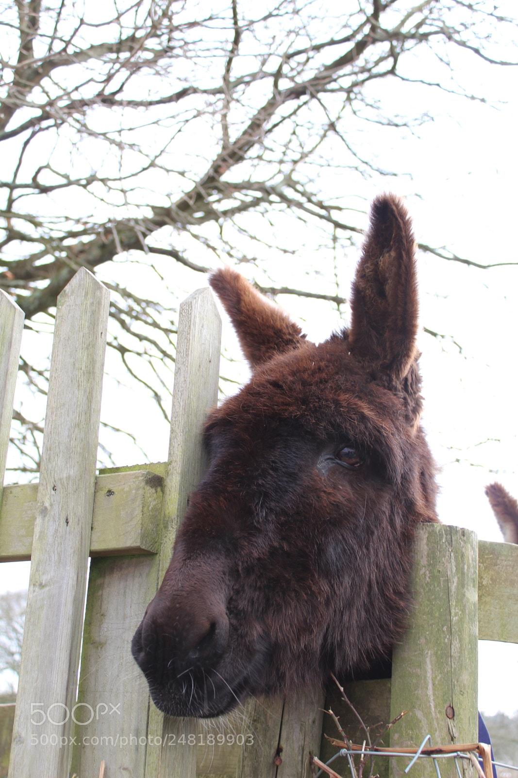 Canon EF-S 18-55mm F3.5-5.6 III sample photo. Donkey photography