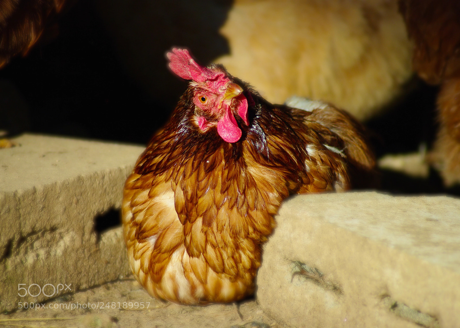 Pentax K20D sample photo. Cozy hen photography