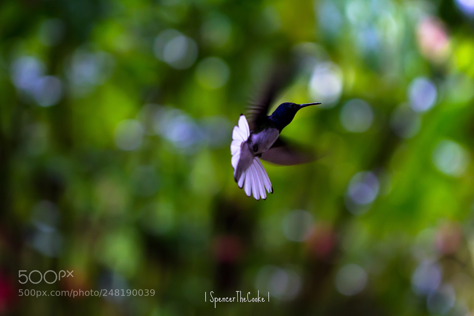 Canon EOS 7D sample photo. The acrobat photography