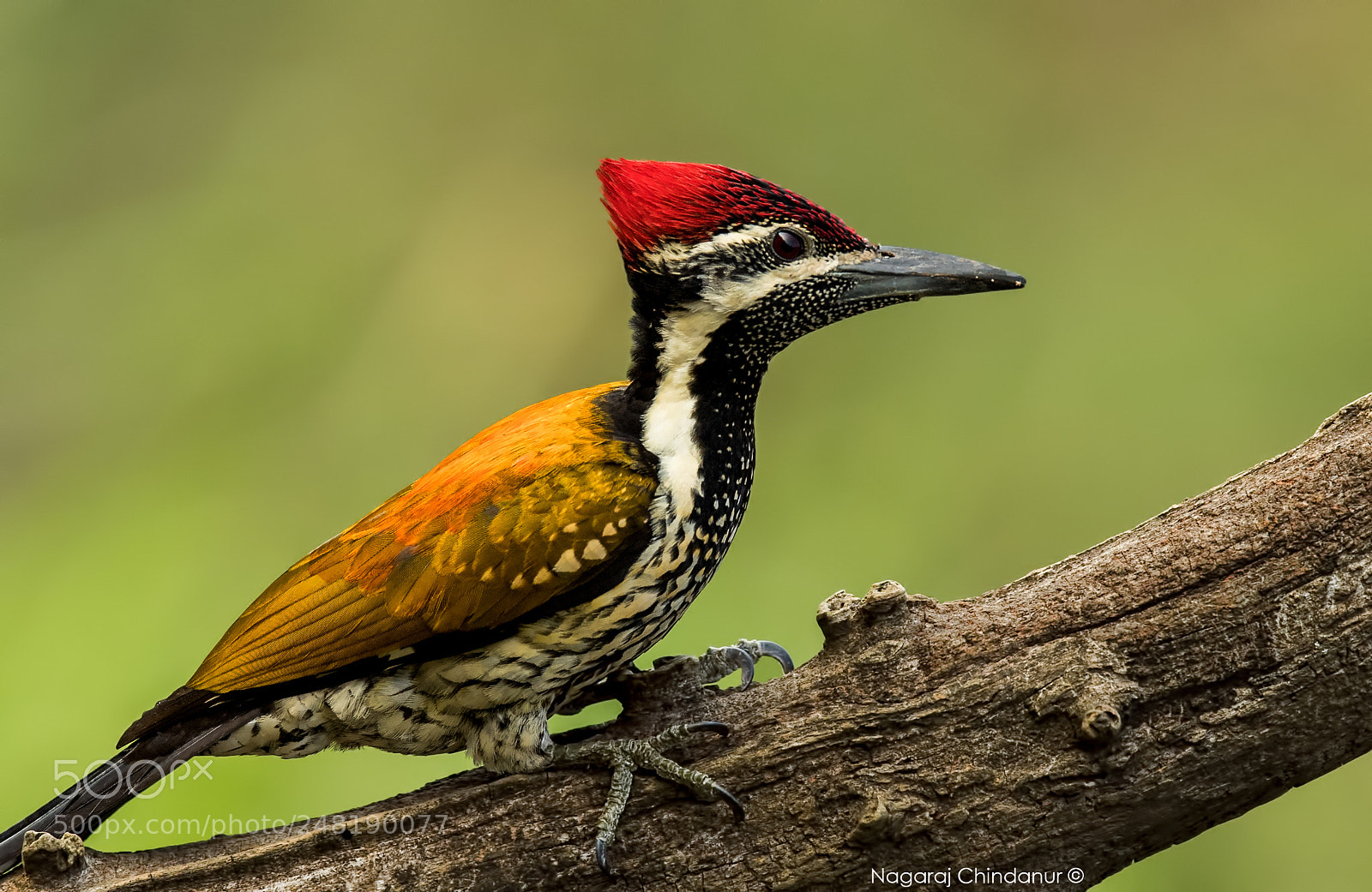 Nikon D5 sample photo. Goldenback woodpecker photography