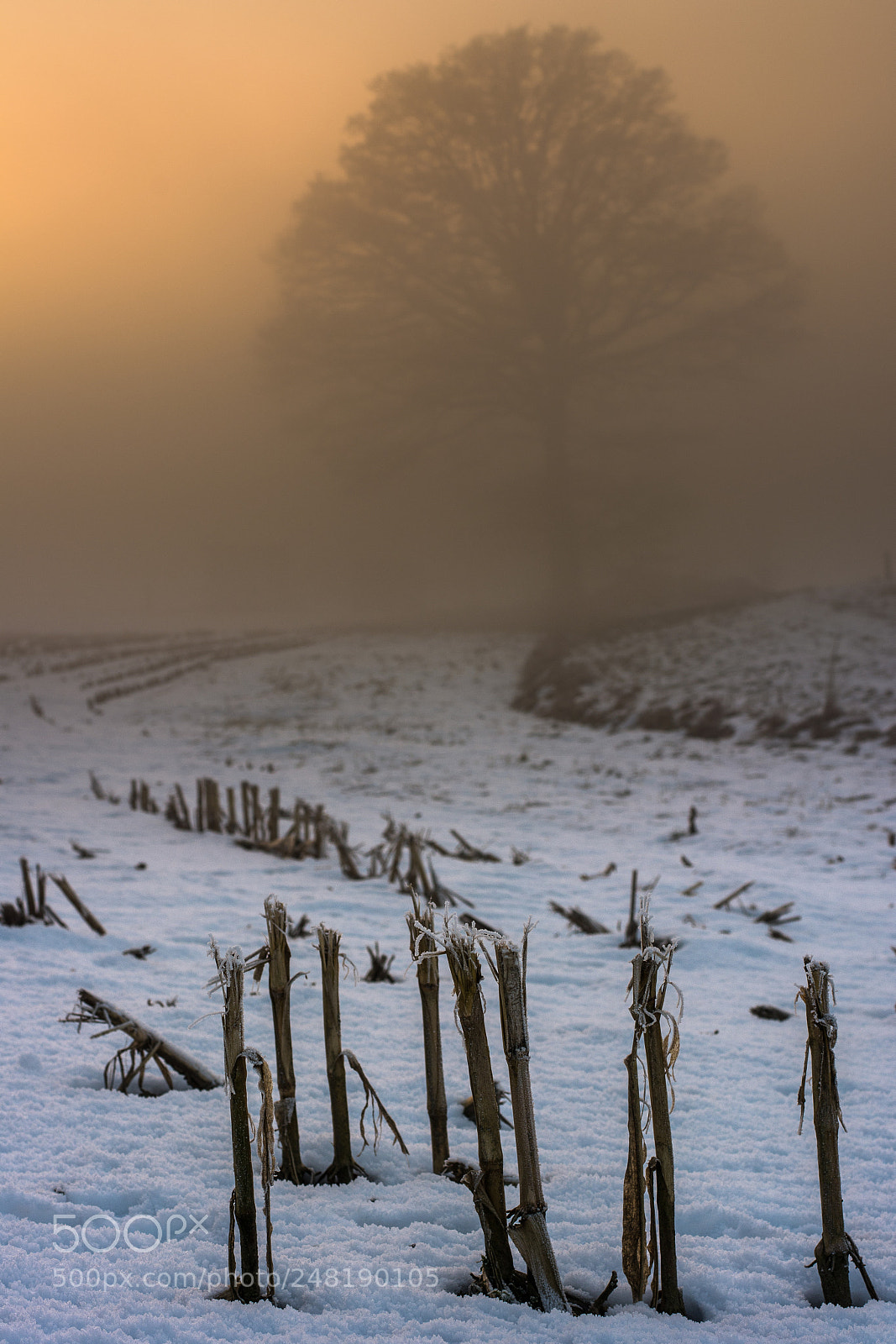 Nikon D7100 sample photo. Tree in the mist photography