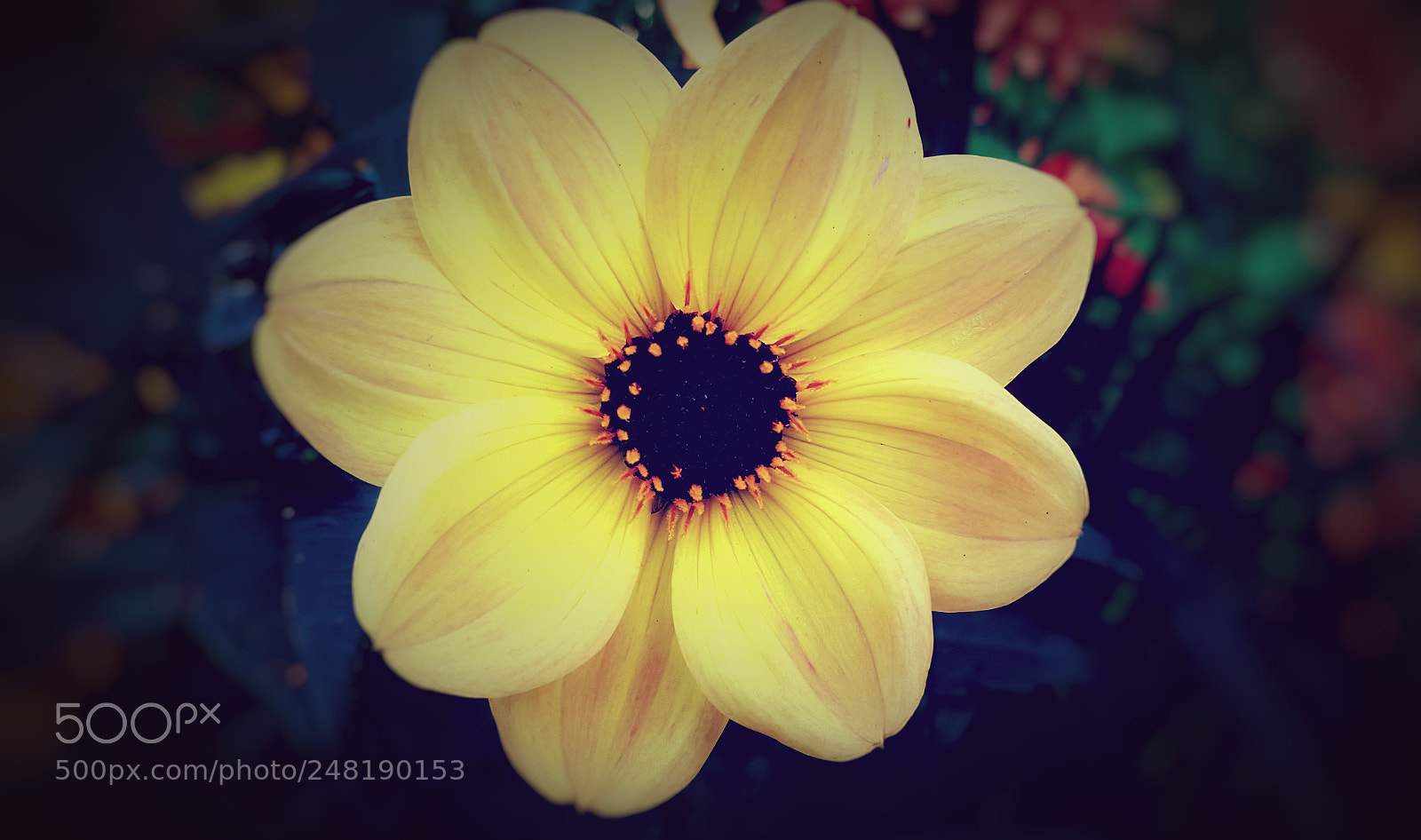 Samsung Galaxy S6 sample photo. Yellow photography