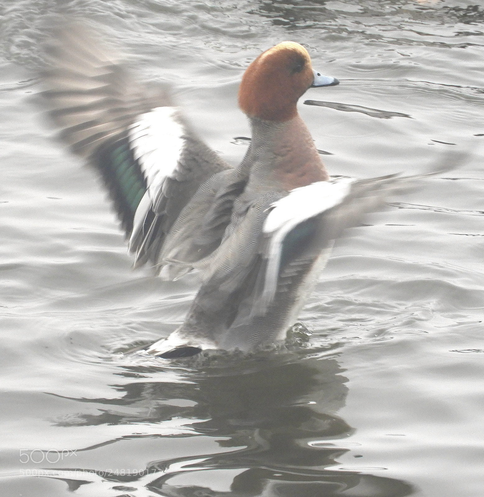 Nikon Coolpix B700 sample photo. Wigeon 2 (anas penelope) photography