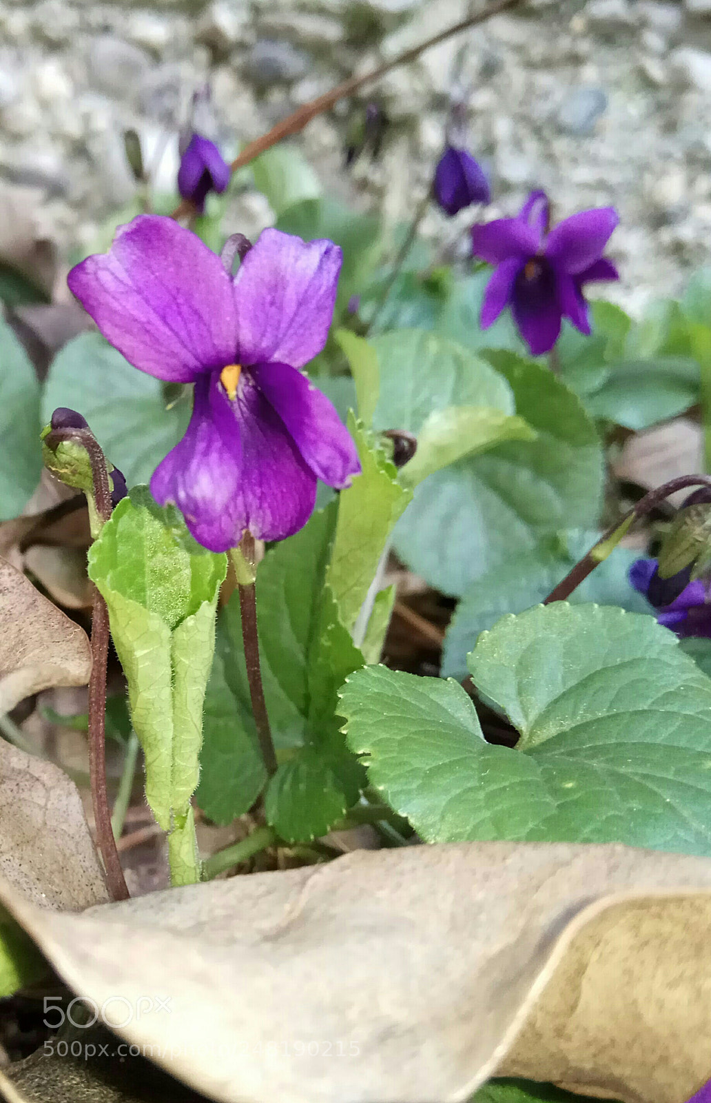 Xiaomi Redmi Note 4 sample photo. Viola photography
