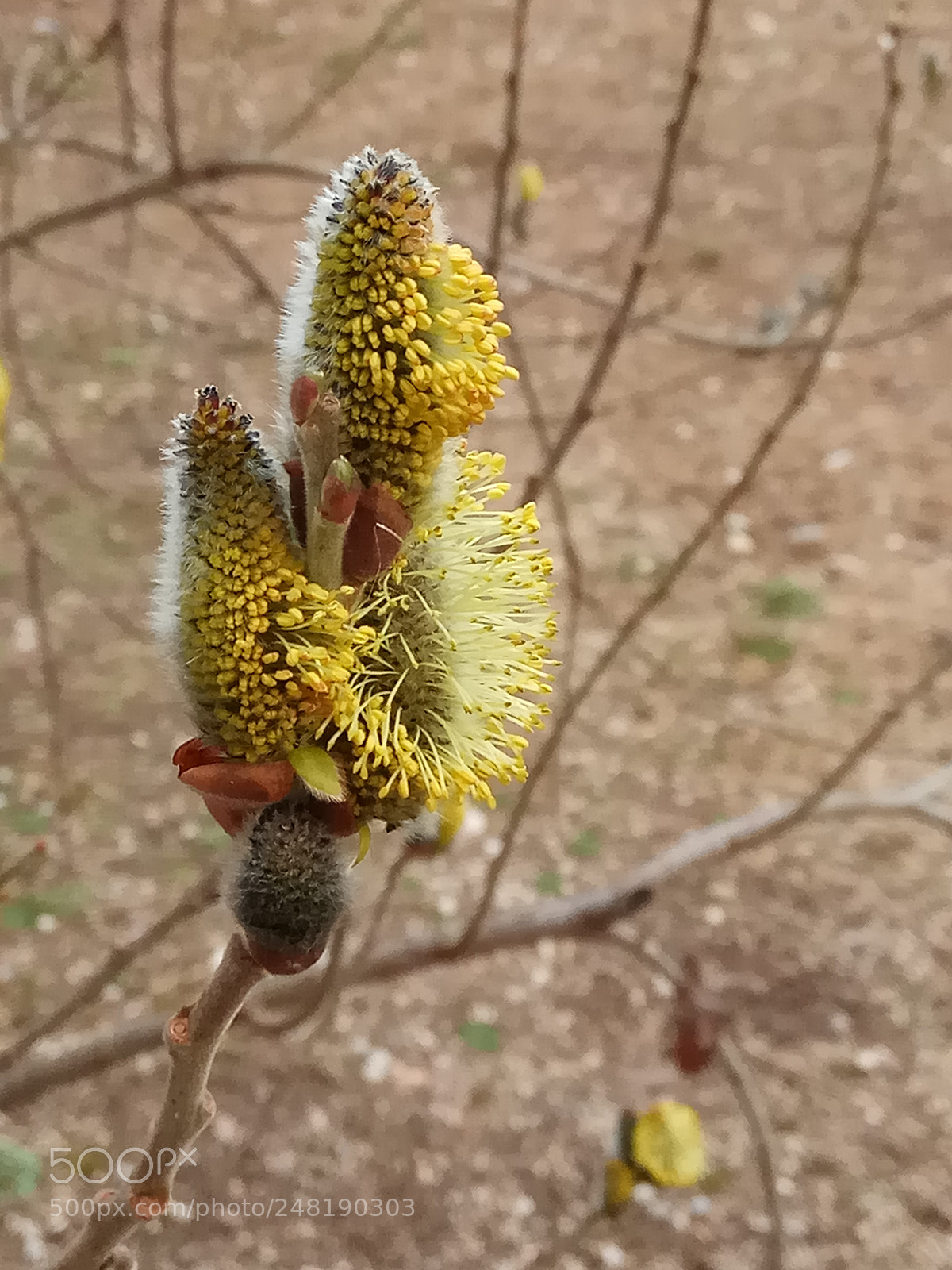 Xiaomi Redmi Note 4 sample photo. Salix cinerea photography