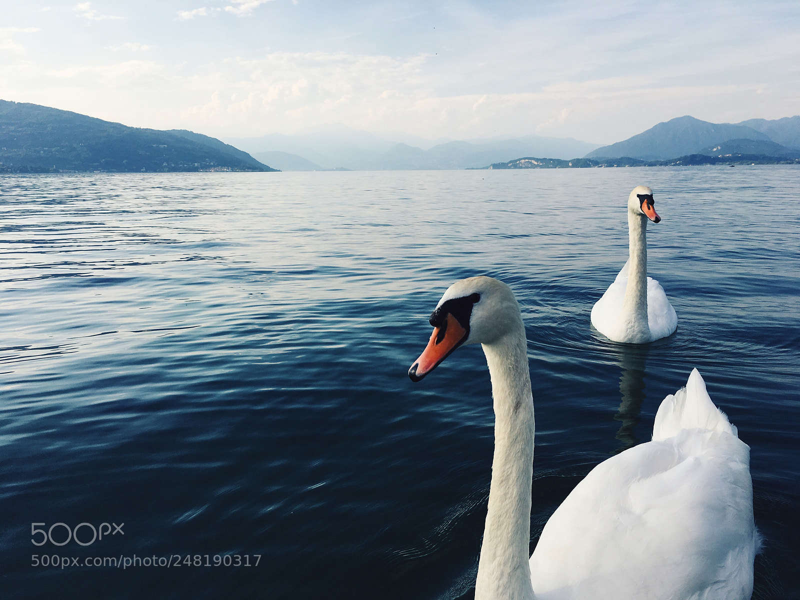 Apple iPhone 6s Plus sample photo. Swans photography